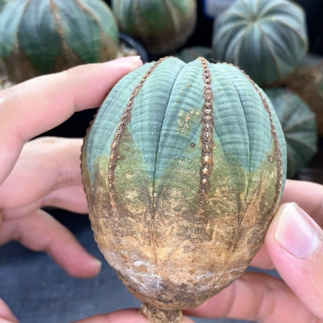 原产地布纹球多肉植物