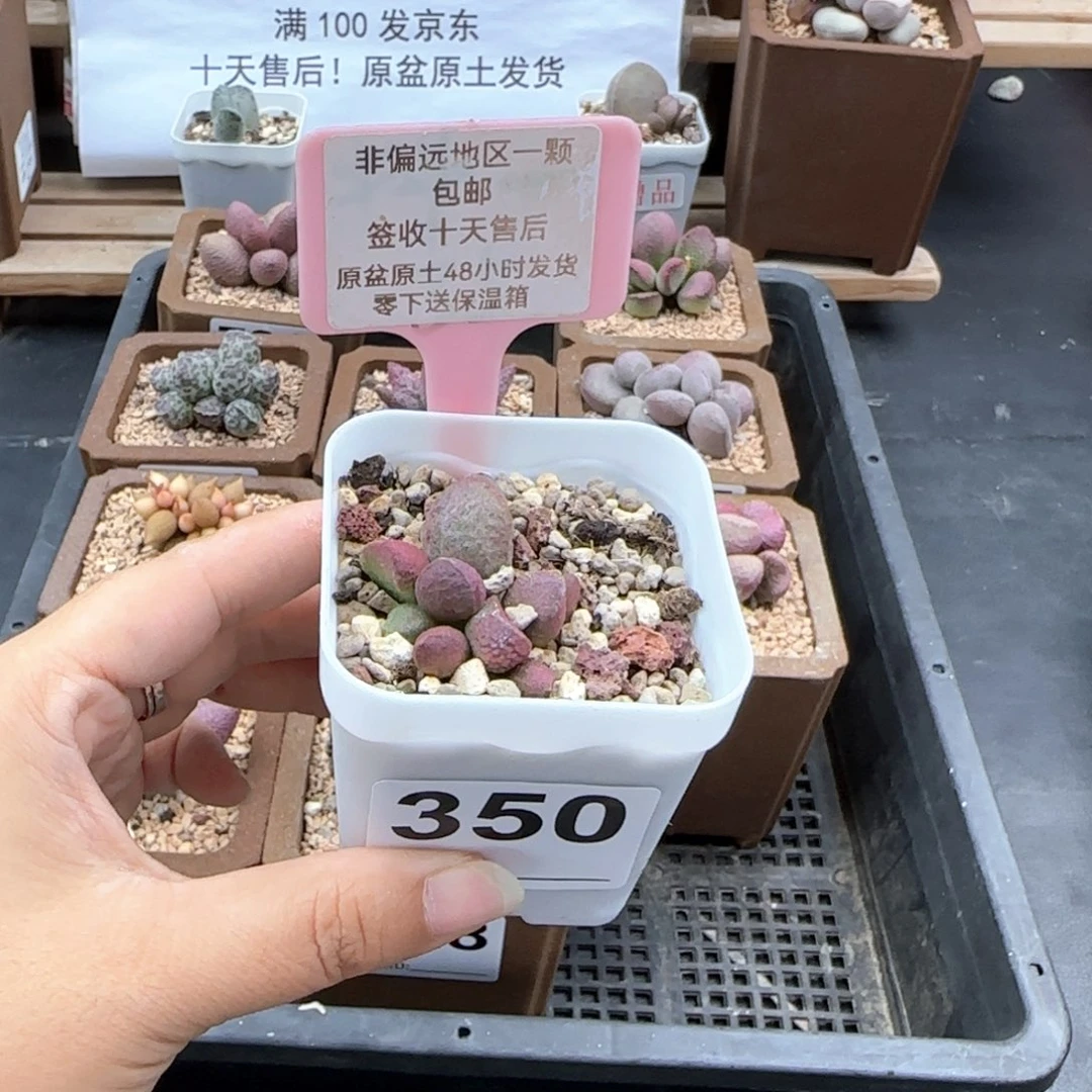W*G350夏娃多肉植物