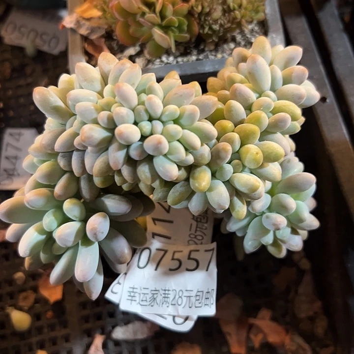 幸运儿的一个小秘密就是