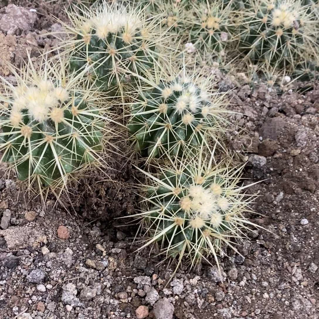 金虎冠幅3-4公分左右。 发3颗。