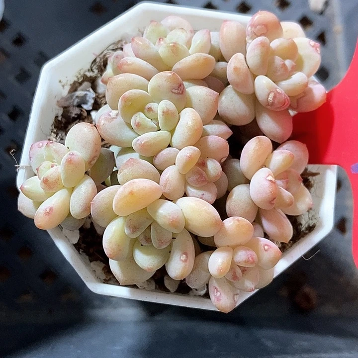 多肉植物阳光玫瑰861