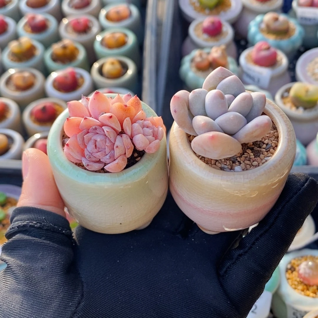 5377--一物一拍 带盆