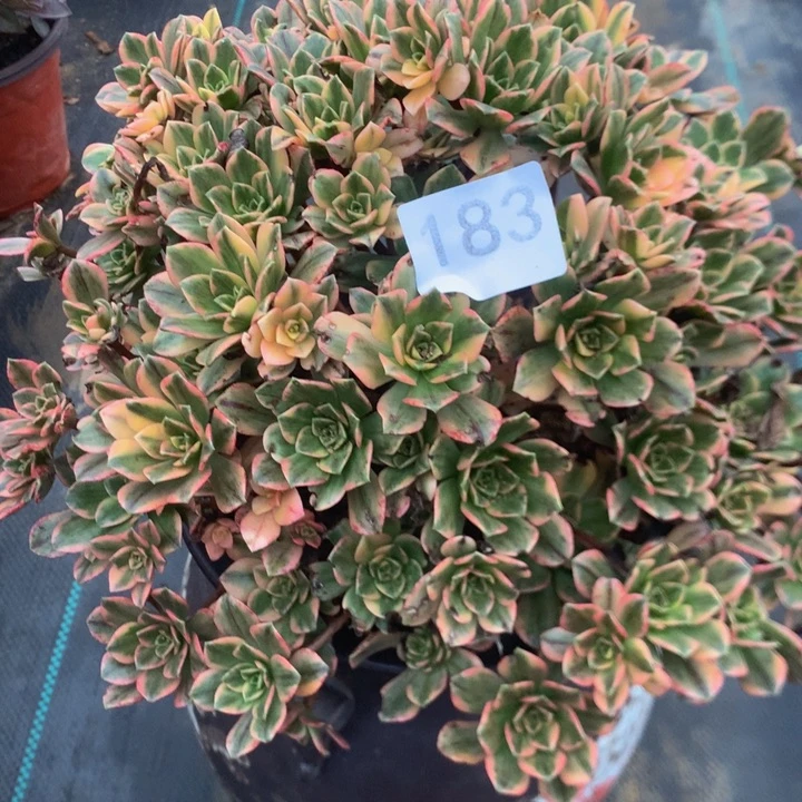王***邪183甜茶多多肉植物