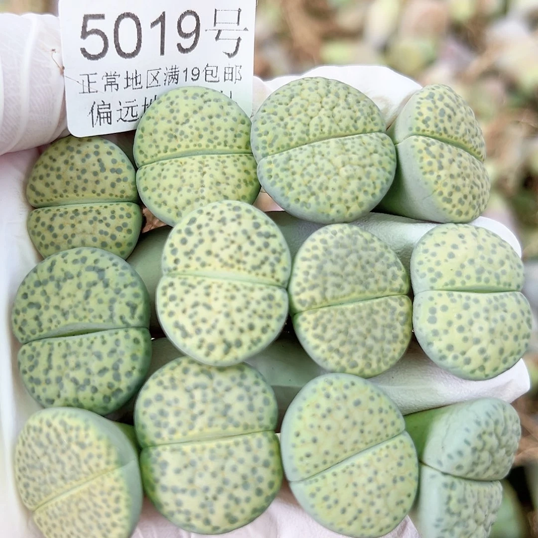 5019四年微纹玉12个2cm左右