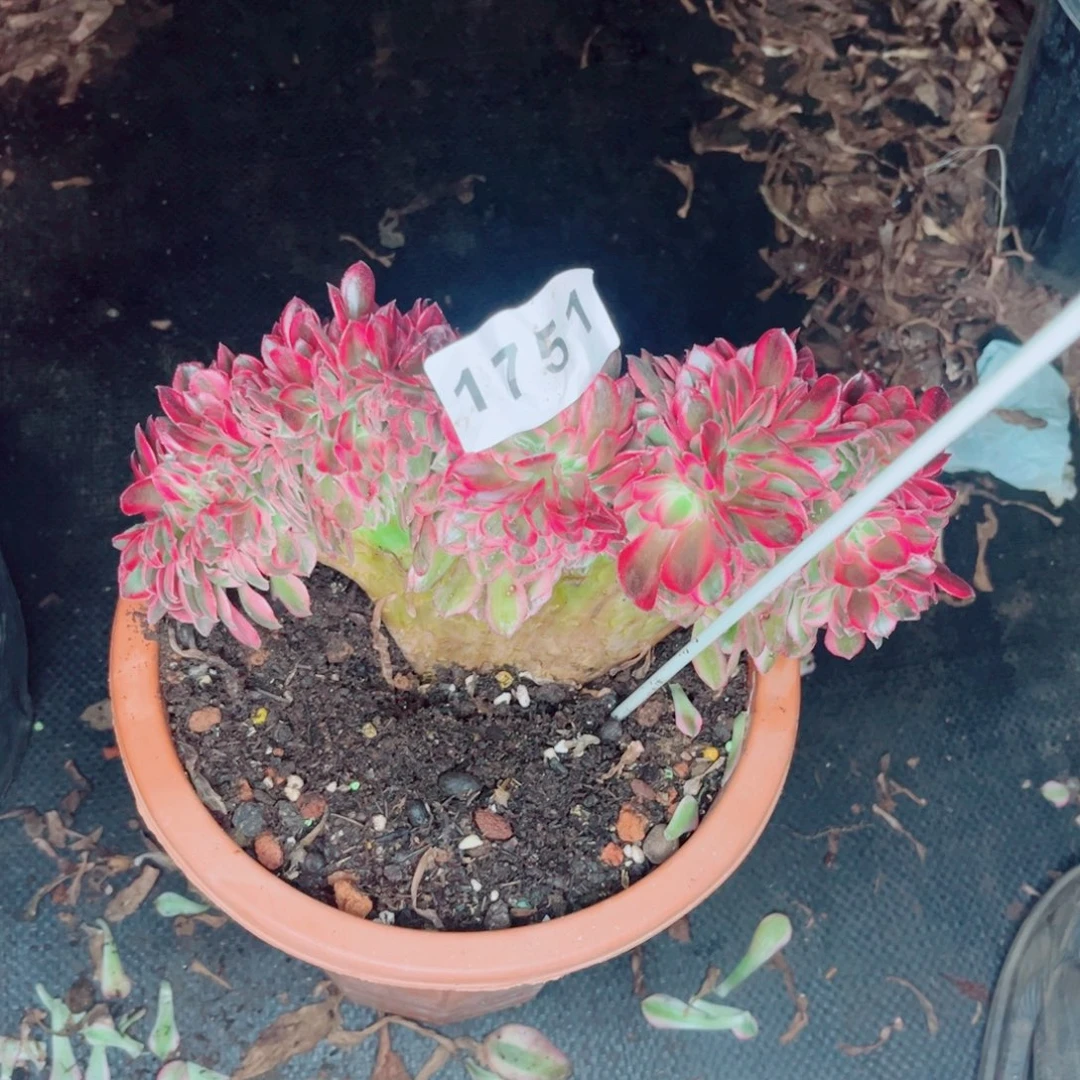 执***@荔枝缀特价多肉发货