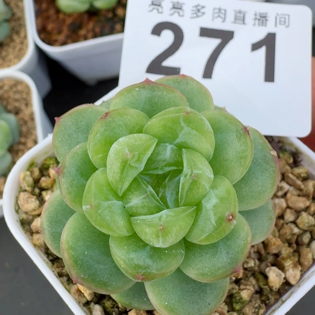绿透体            精美多肉植物