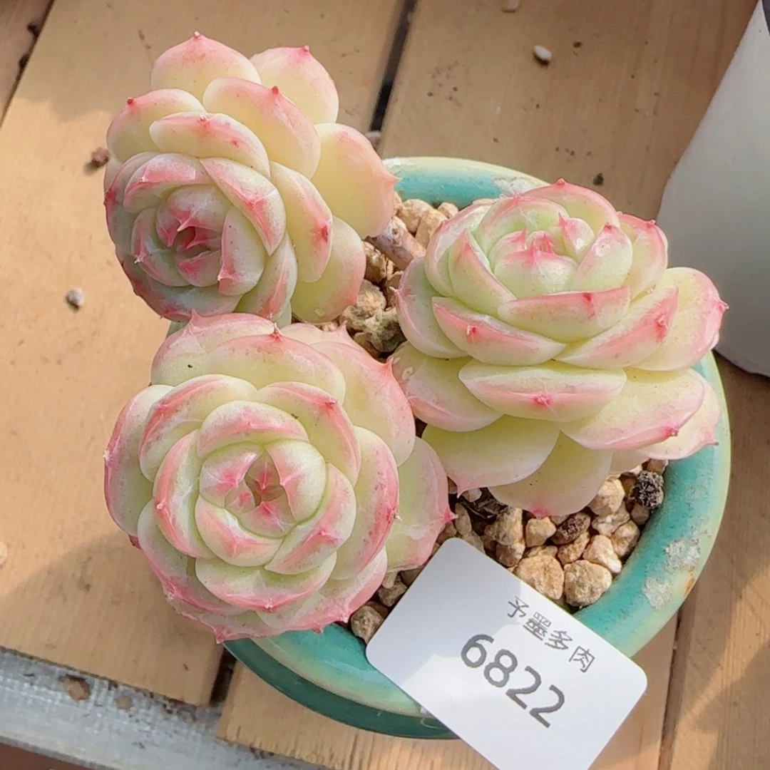长杆白芷珍妮，6822多肉植物