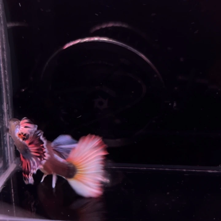 孔雀鱼半月尾马赛1对