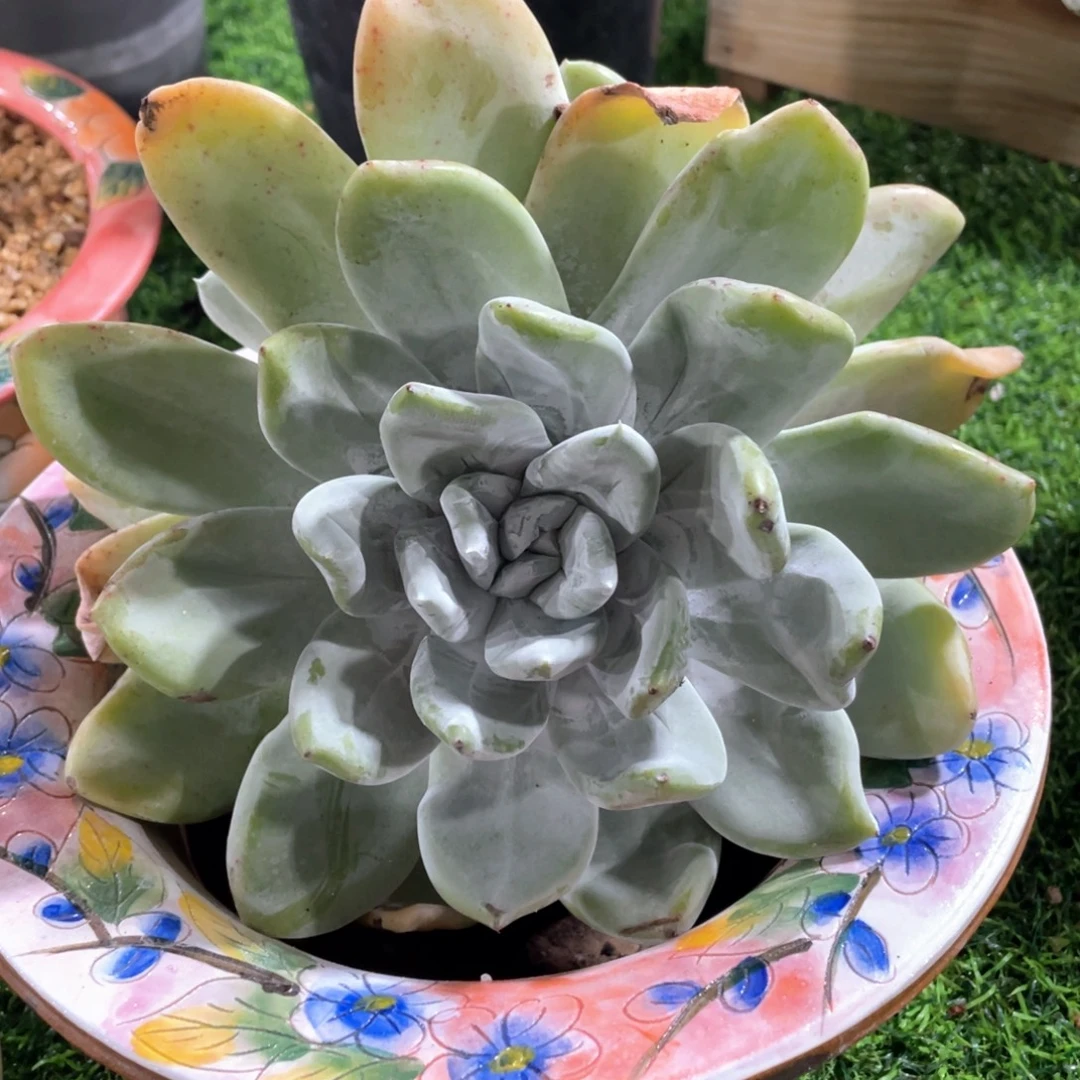 牡丹苹果叶群生福利