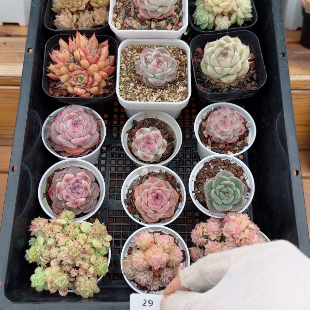 框拍框拍0308-29