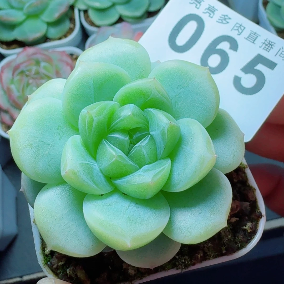 白体绿心            精美多肉植物