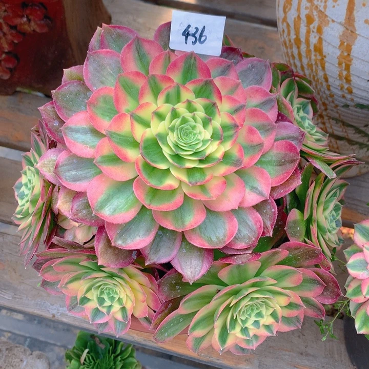 436海王精品法师多肉