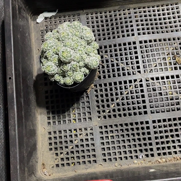 猫***师16号筐带盆土发货