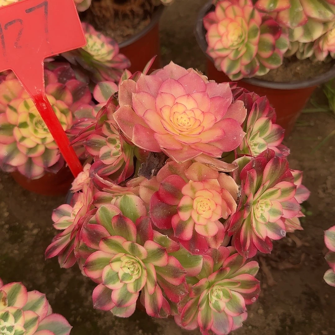 4127倾城多肉法师