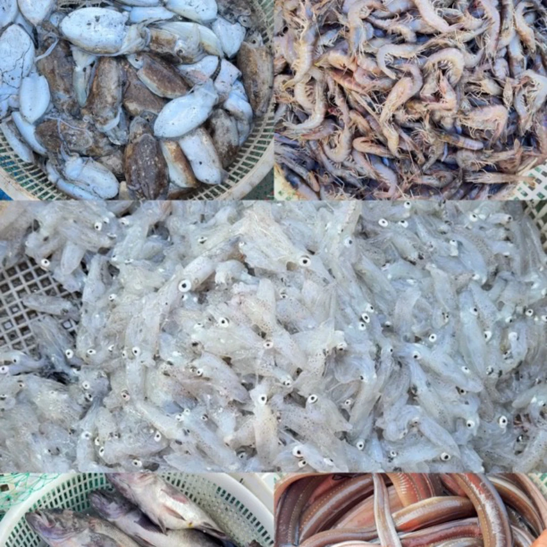 大连野生小船海鲜 现场秤重 保鲜不保活 看好品质重量价格再下单