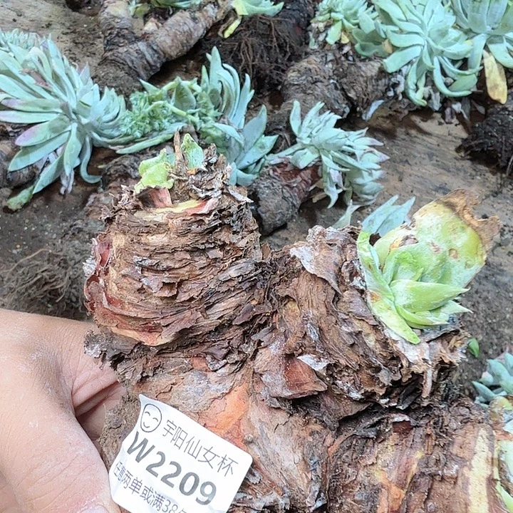 无***一2209撒利纳仙女杯多肉