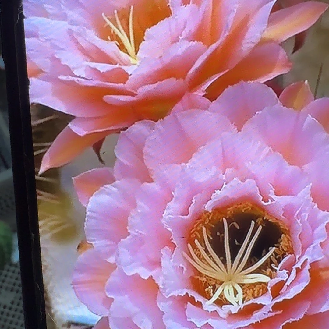 粉桃侧芽5公分毛花柱仙人球