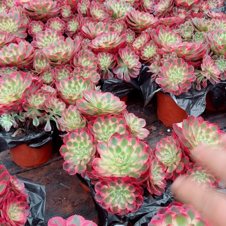 云荷群生啊啊啊啊啊