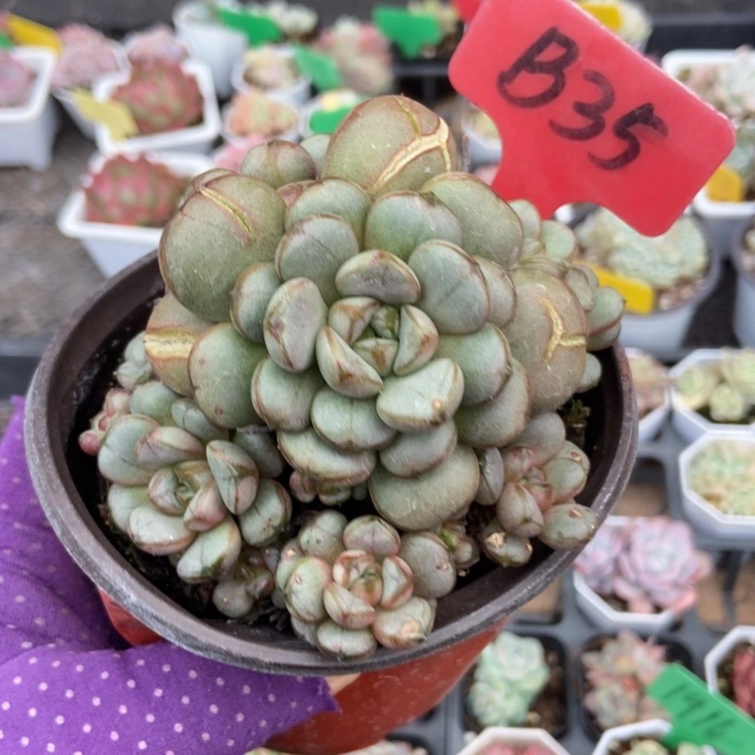 35葡萄多肉植物多肉