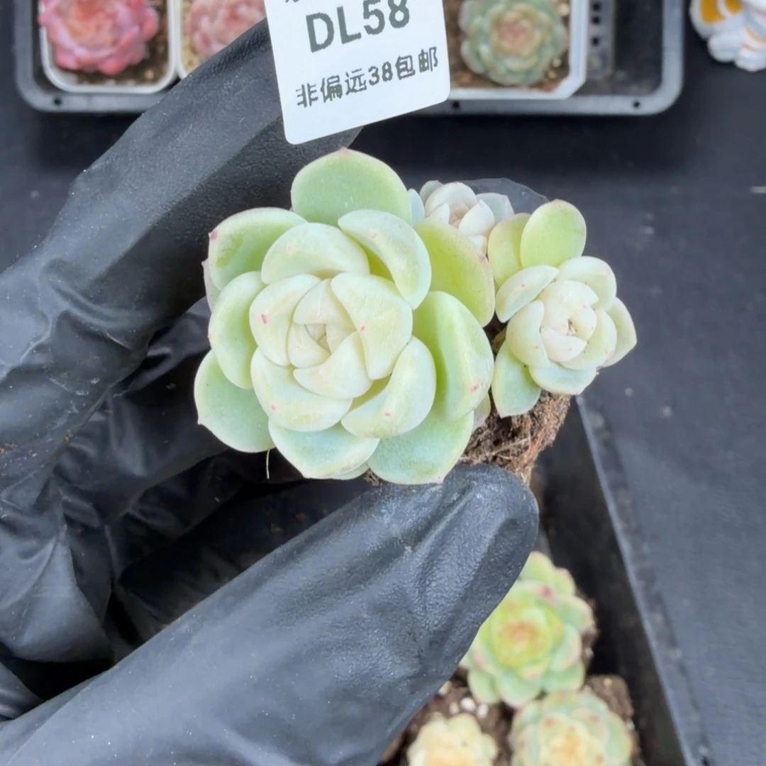 东篱下多肉植物哈哈哈58