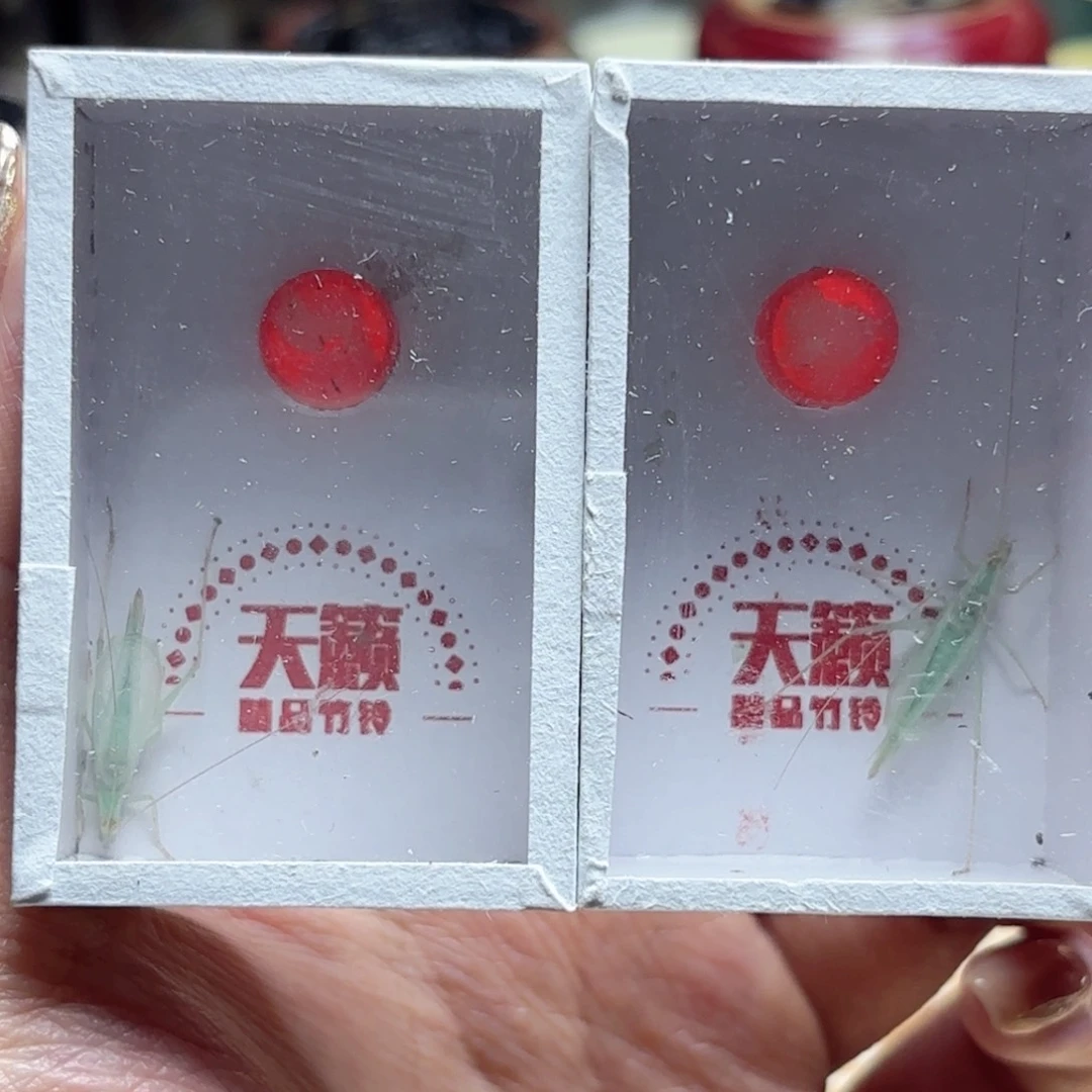 蓝竹蛉长须两只装