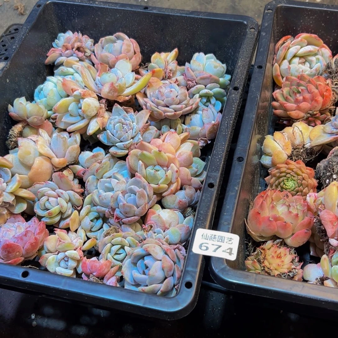 肉***爱674多肉葡萄的味道是真的