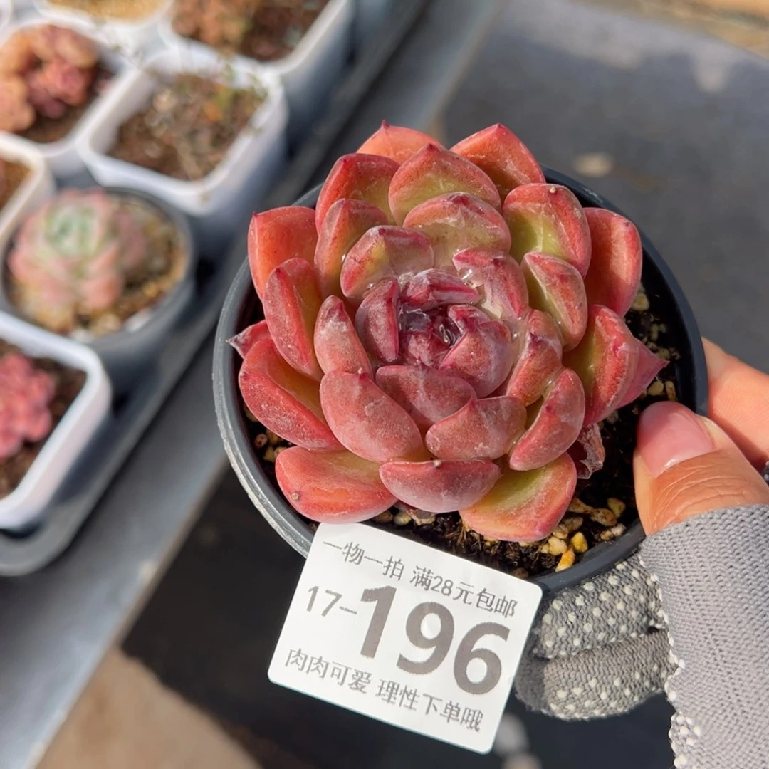 紫薇多肉多肉多肉