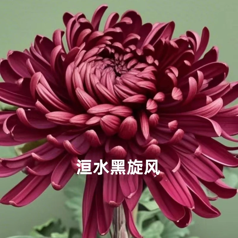 【洹水黑旋风】九月大菊花小苗稀有品种花期长耐热耐寒易养活喜阳