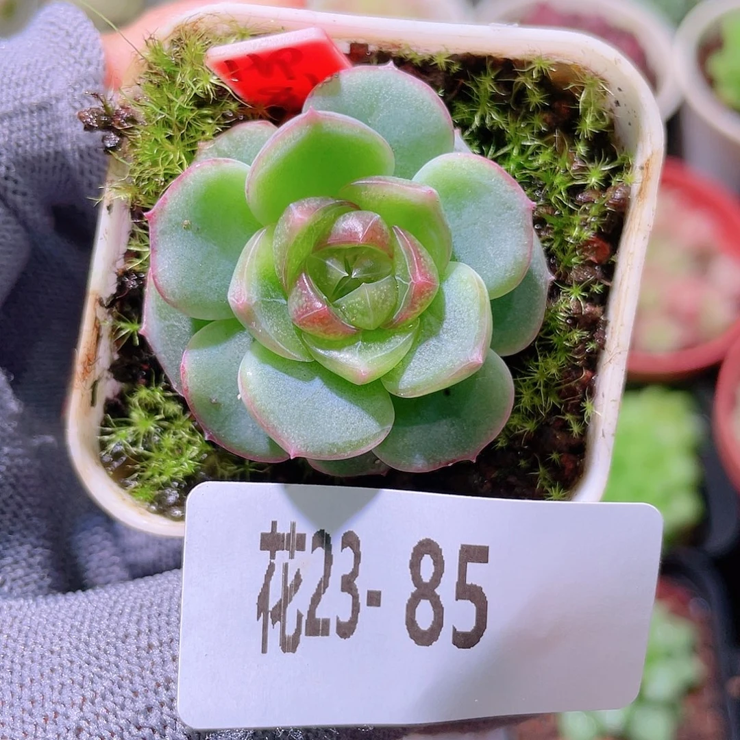 花利美23-85珍妮