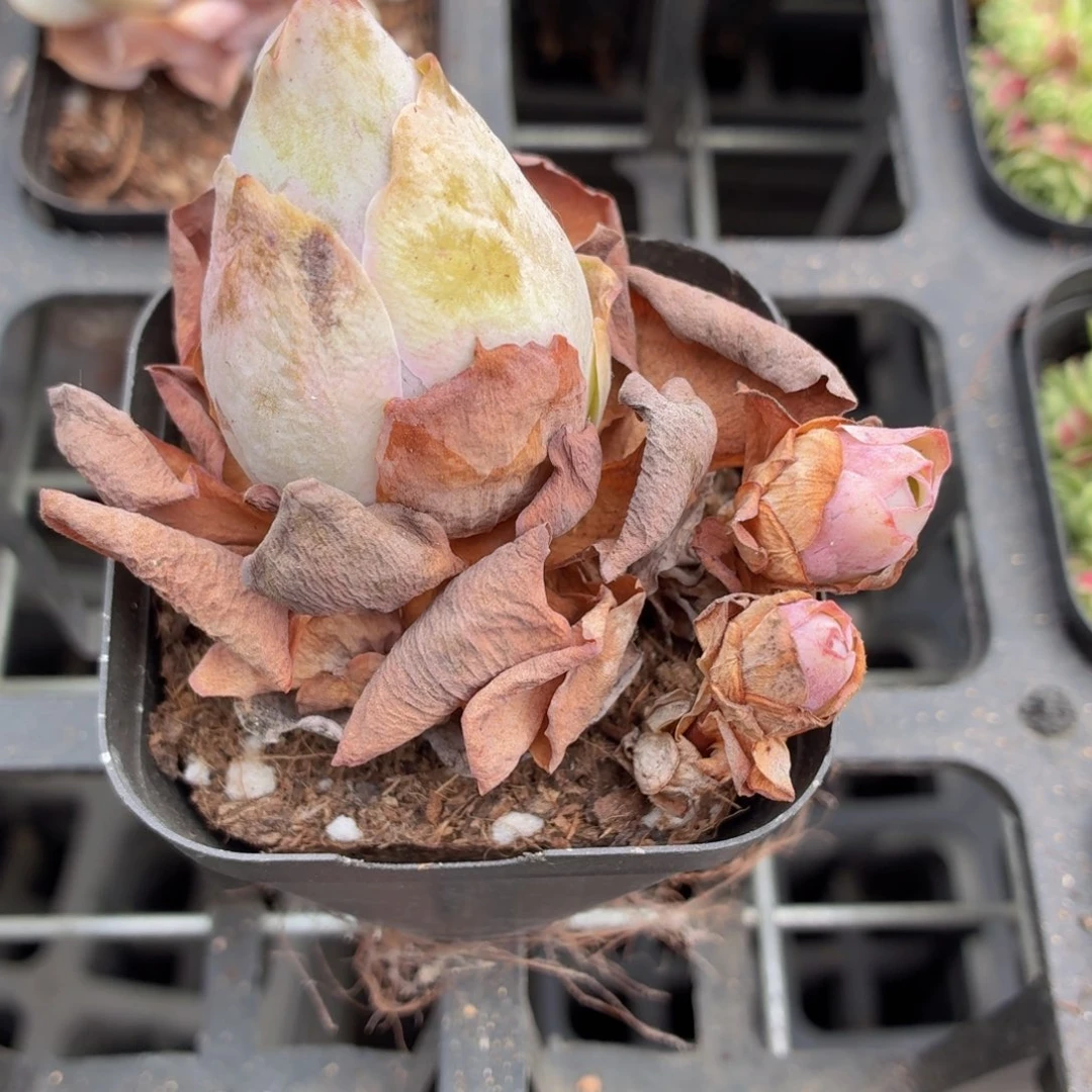 山地玫瑰多肉9.9包邮发货