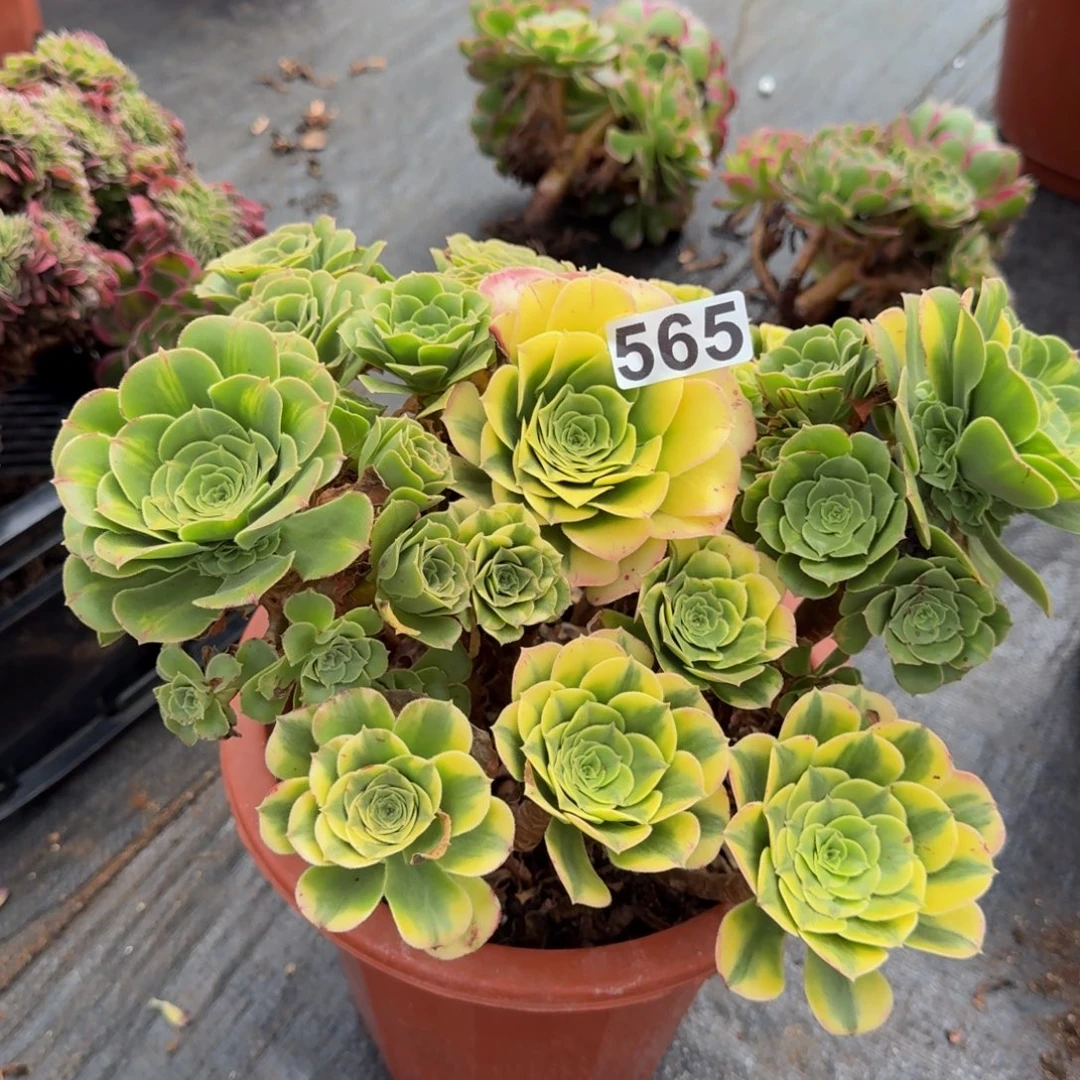 565多肉植物五彩琉璃