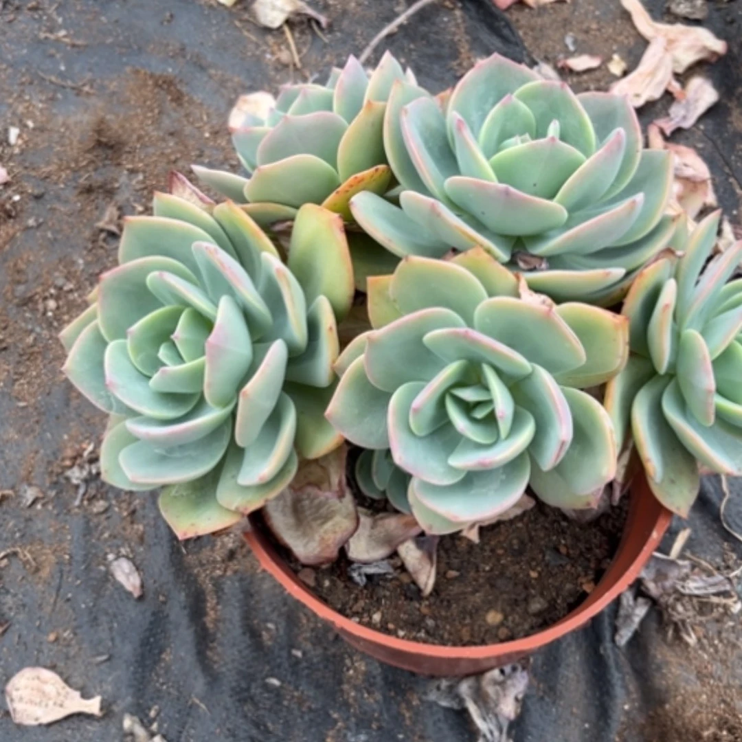 【闪购商品】爱*霖白凤