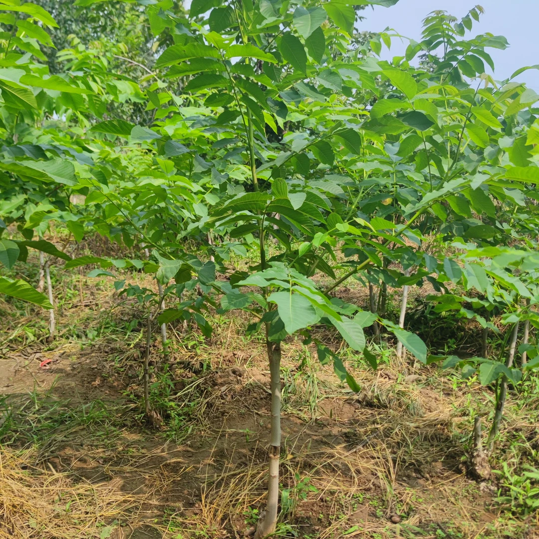 果树地栽盆栽临时下单选择