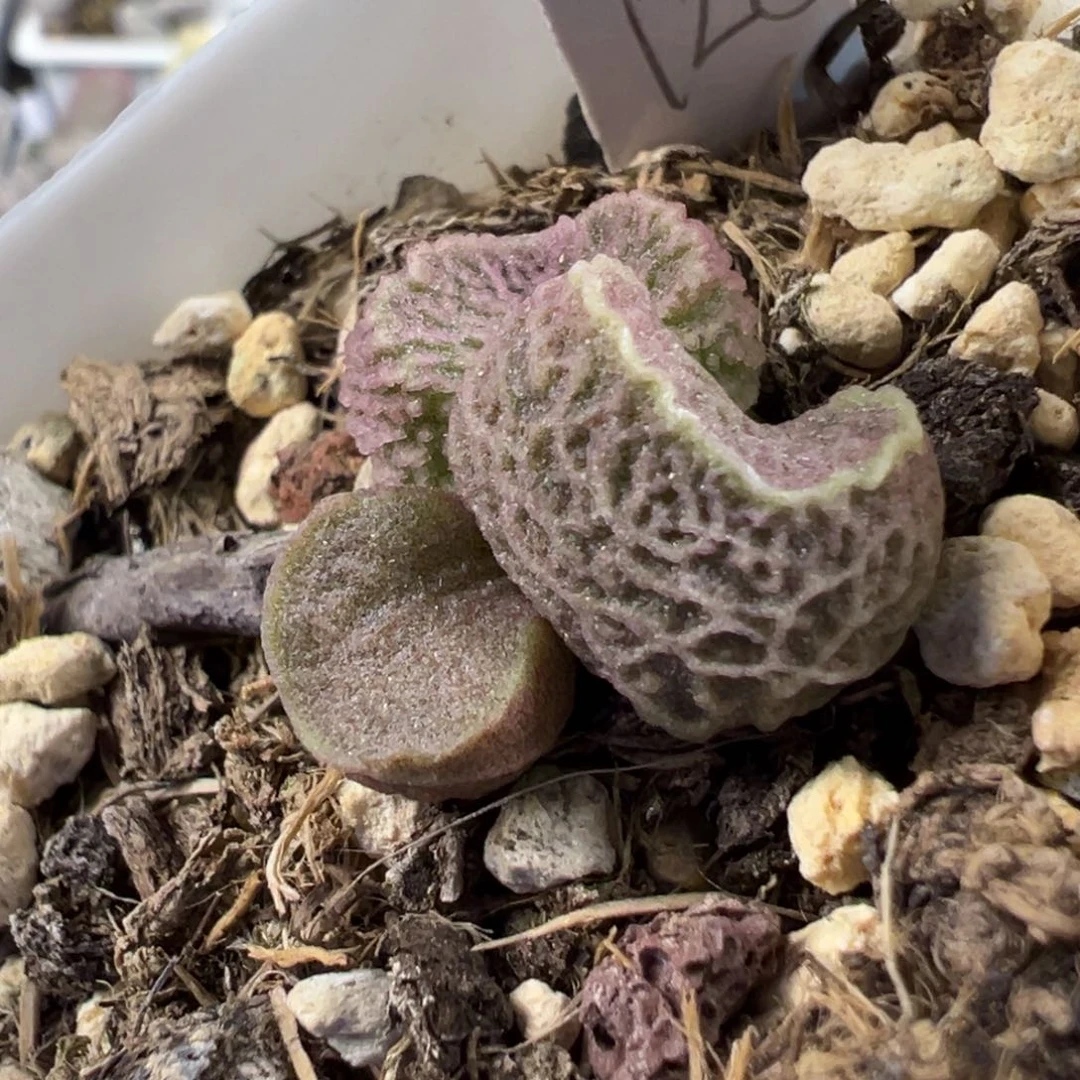 网纹款实生新品多肉植物水泡