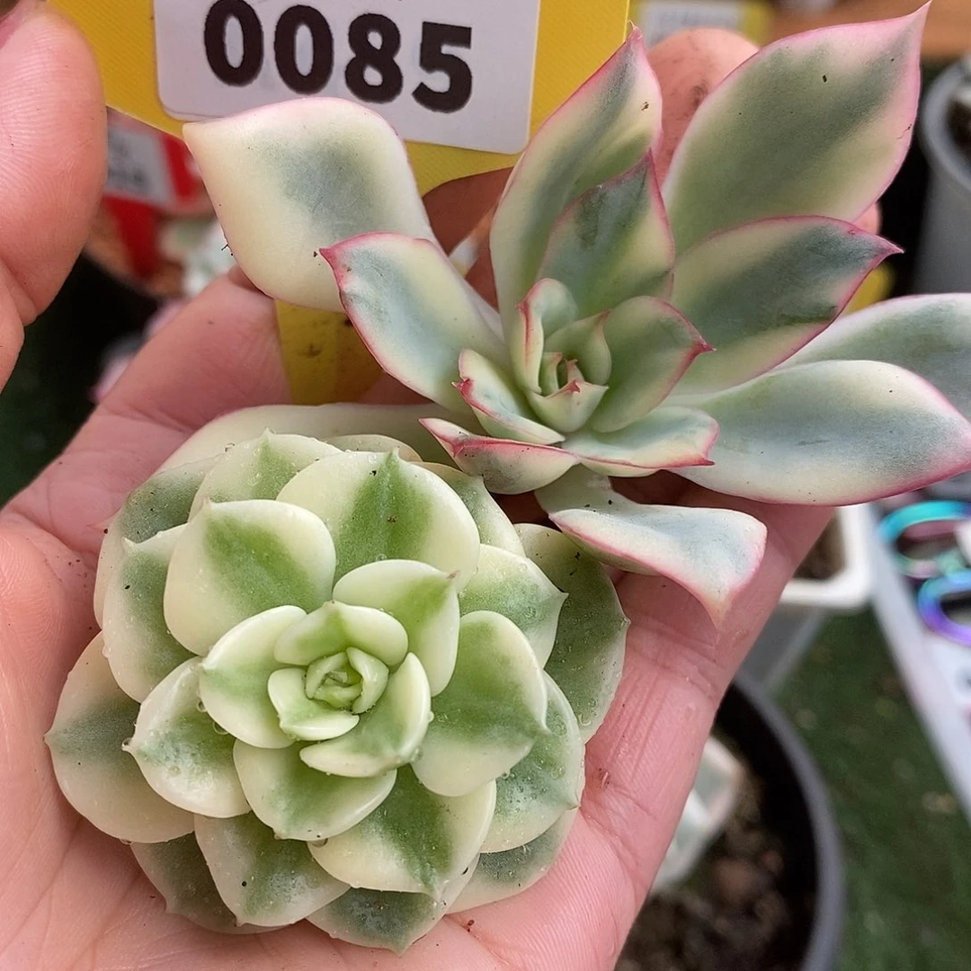 85组合月光和牡丹哈哈哈