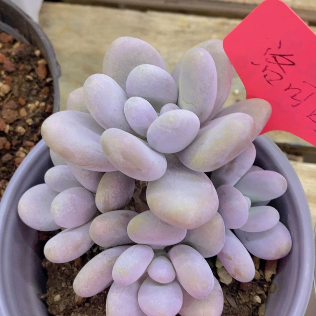 开心多肉，破价专场，今天不对比价格，