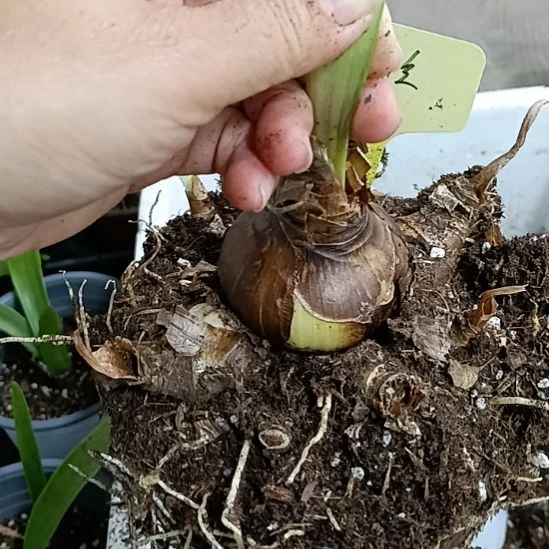 无花朵安吉拉5+带7个侧