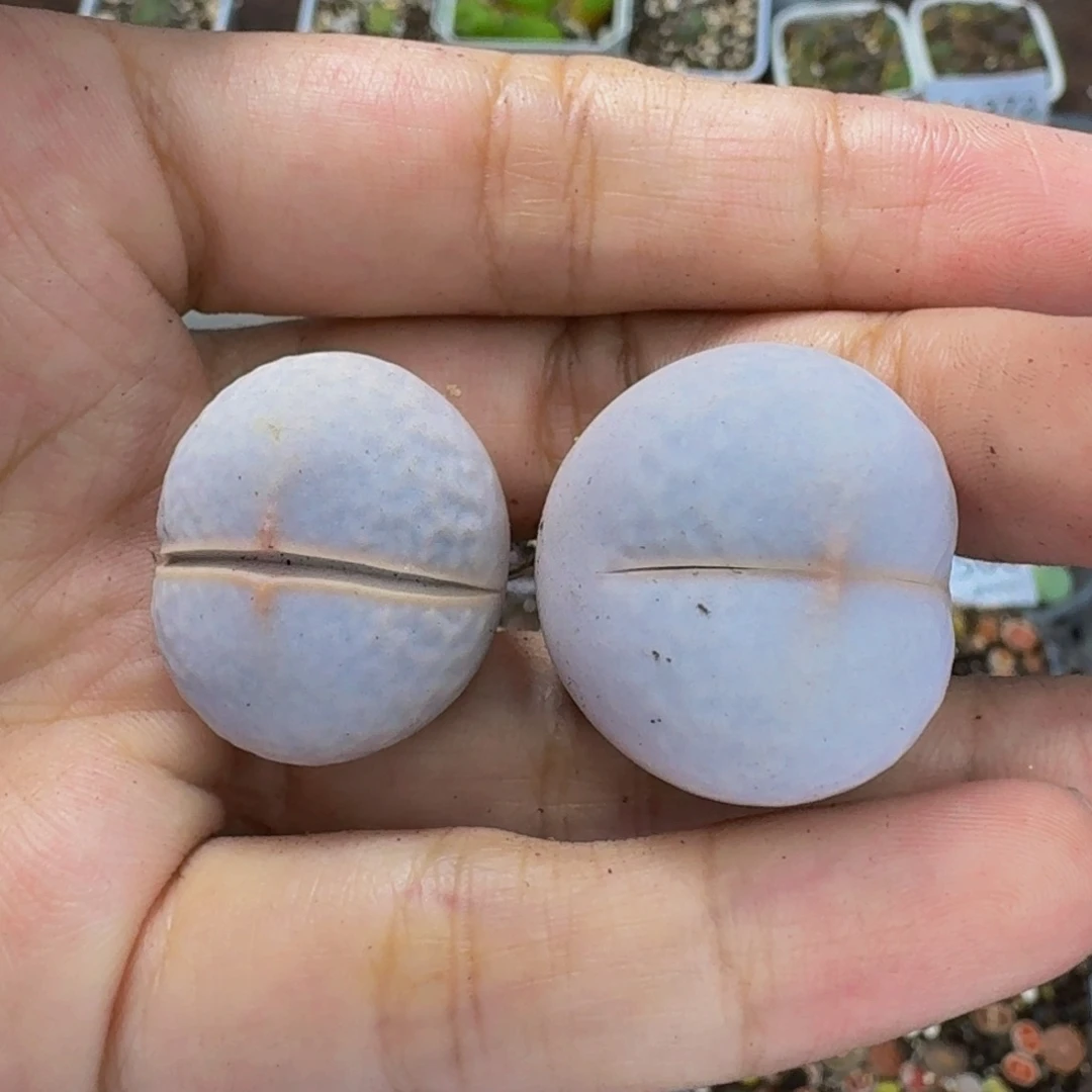 1537 生石花和肉锥