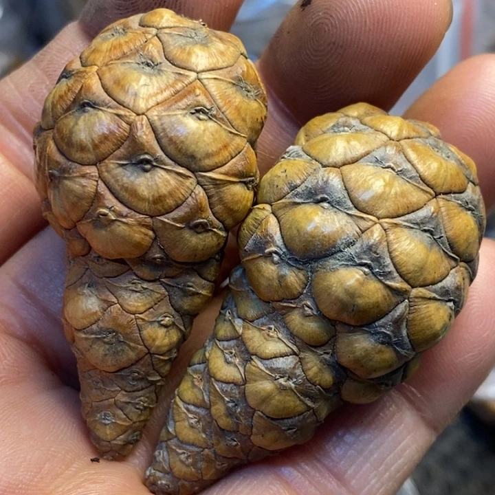 吊坠文玩核桃娜姐75