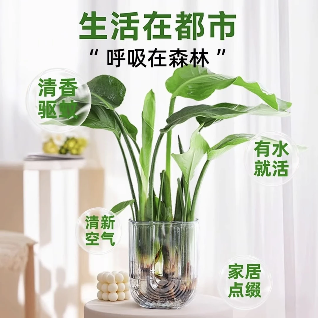 天堂鸟水培盆栽四季常青办公室内茶桌面绿植净化空气花卉客厅花卉