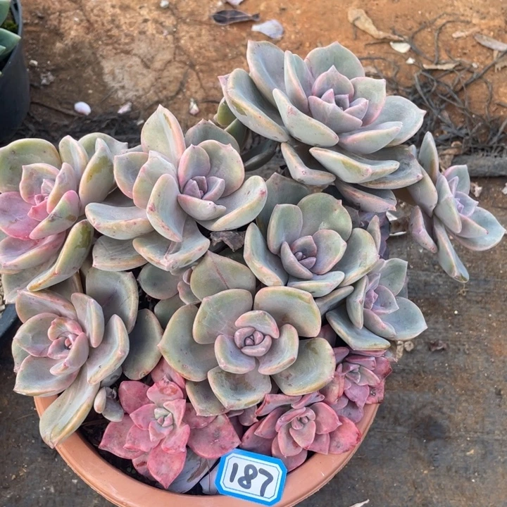 187彩虹糖一物一拍