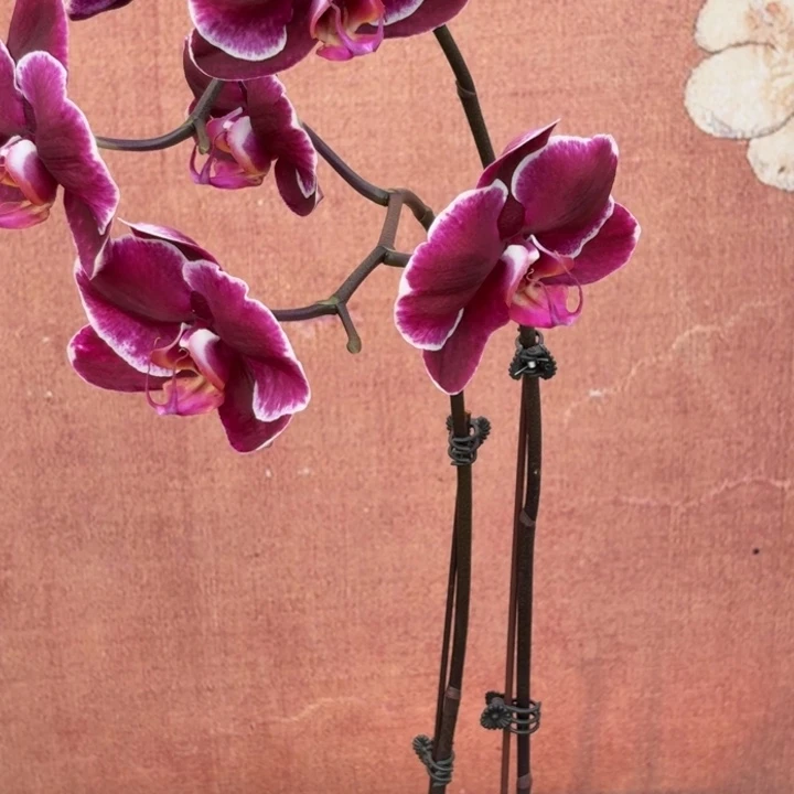 *****完全开放0891蝴蝶兰实生