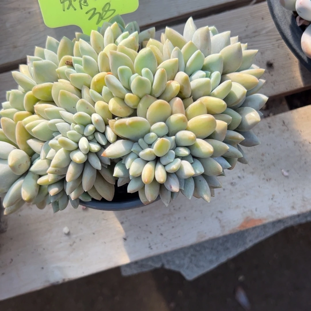 晴****胖美人缀化111111111111111111111