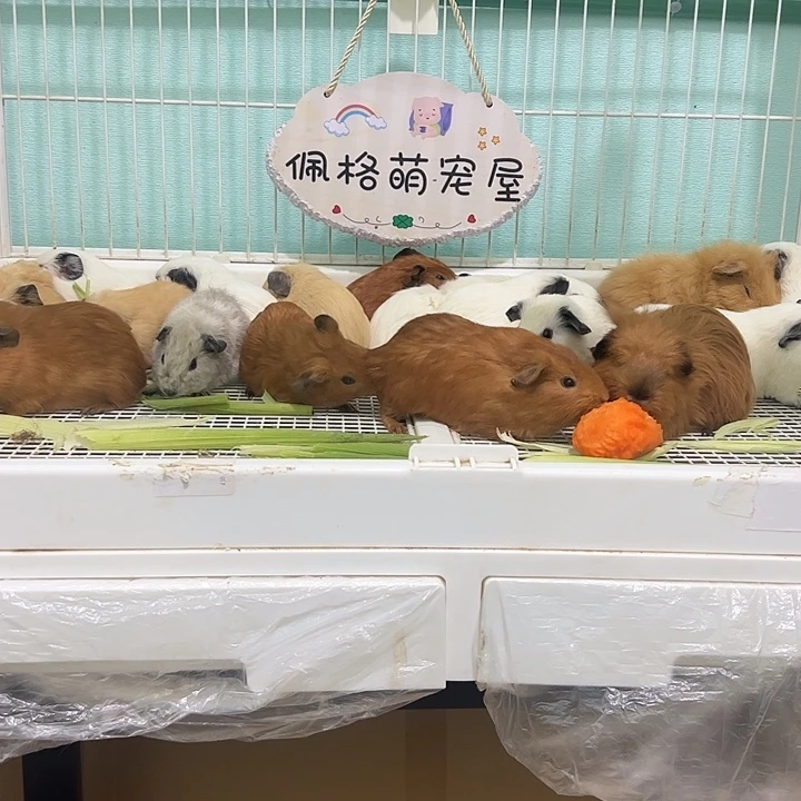 白色加州弟弟可爱温顺