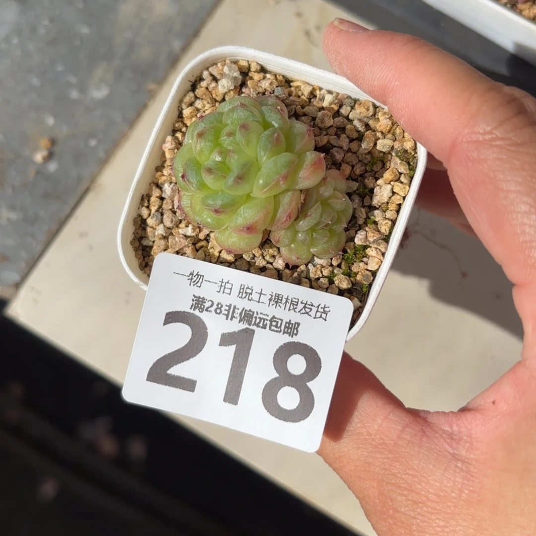 阳光玫瑰双头无盆土发货