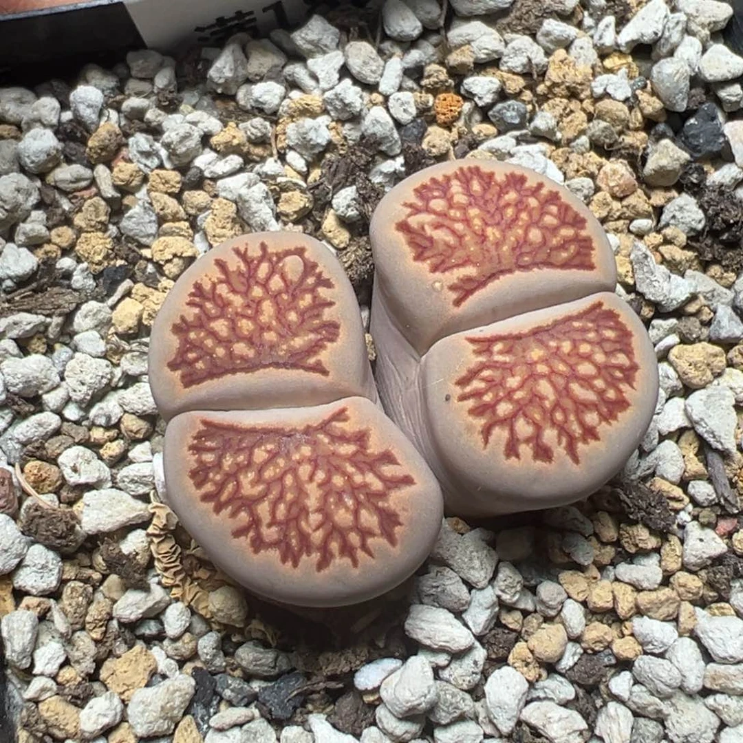 【闪购商品】 1133。