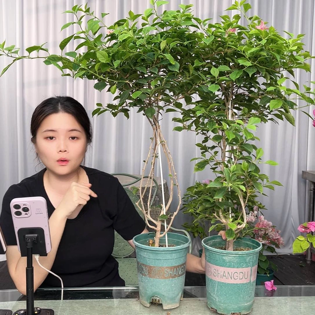当前无花栽培后可以开花酒红带竹一颗
