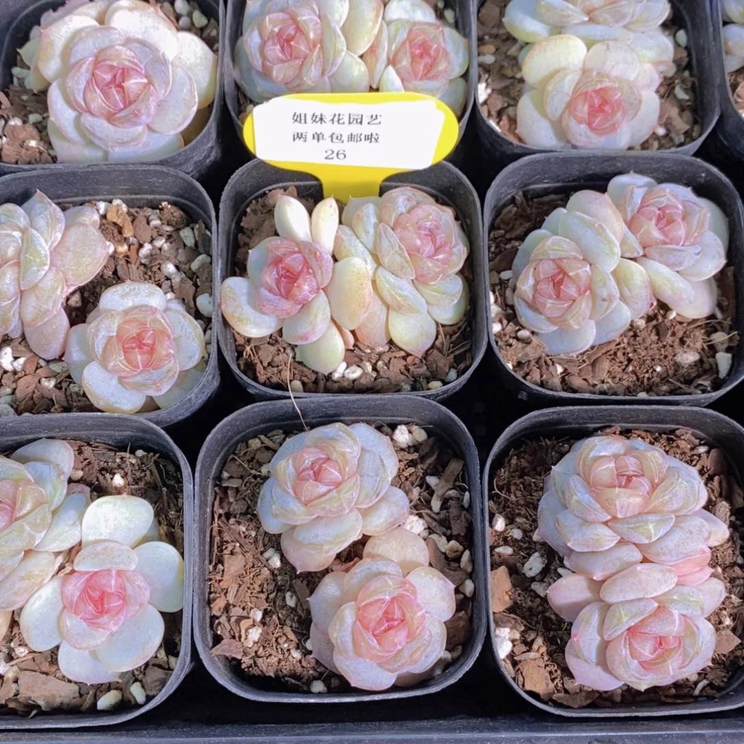 26-精品糖心白兰地 默认会散