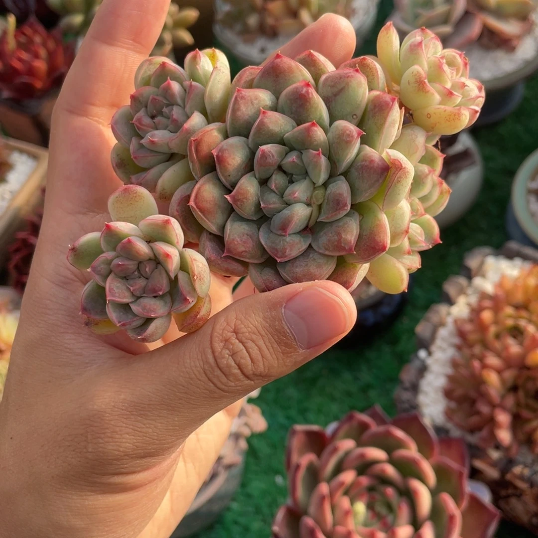 用***0多肉植物盆栽多肉植物