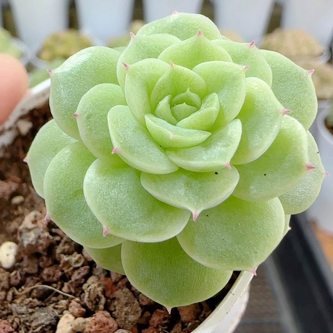 1113-2（优选麦秆）